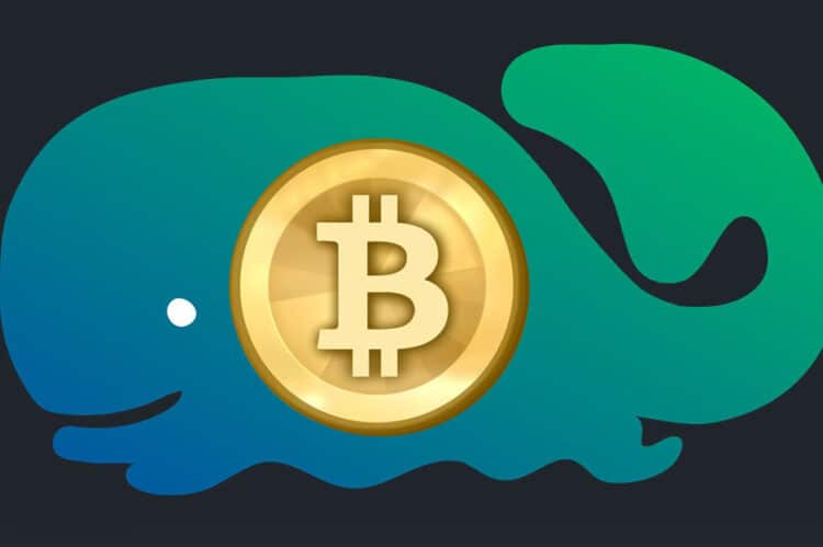 Bitcoin veľryba - Whale