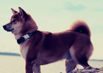 Dogecoin, Shiba Inu