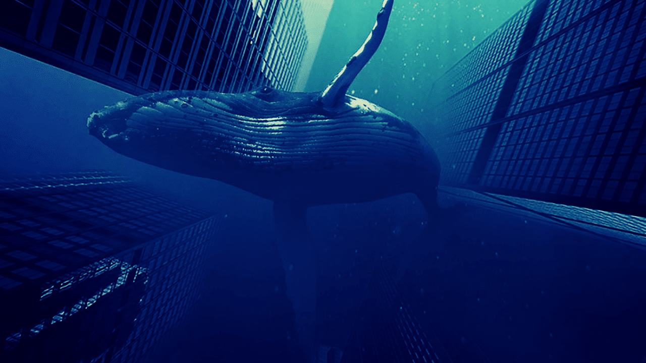 Krypto veľryba