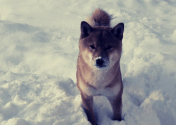 Shiba Inu prekonala Dogecoin v trhovej kapitalizácii, ten prudko reaguje
