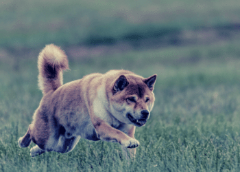 Súboj o psí krypto trón – Dogecoin alebo Shiba Inu?