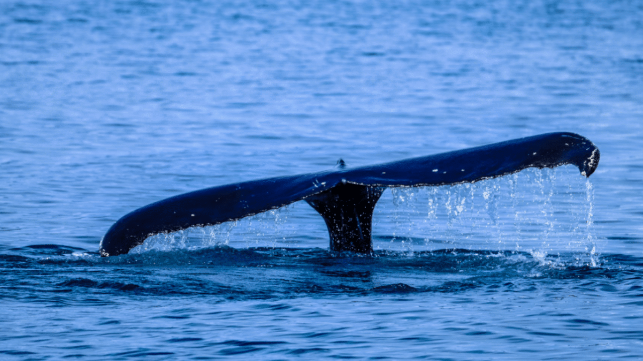 Veľryby