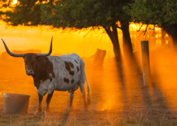 texas
