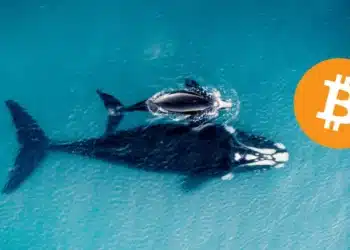 Veľryby Bitcoin
